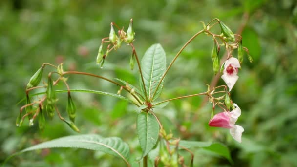 Himalayan Balsam Impatiens Glandulifera Bloom Close Flower Pink Blossom Detail — Stockvideo