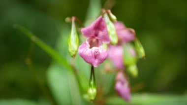 Himalayan balsam Impatiens glandulifera bloom close-up flower pink blossom detail, Ornamental touching jewelweed western honey insects collect saw achenes, invasive and expansive species of dangerous