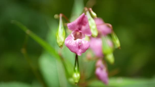 Himalayan Balsam Impatiens Glandulifera Bloom Close Flower Pink Blossom Detail — Αρχείο Βίντεο