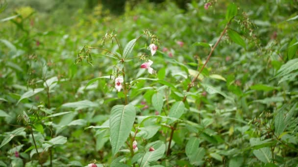 Himalayan Balsam Impatiens Glandulifera Bloom Close Flower Pink Blossom Detail — стоковое видео