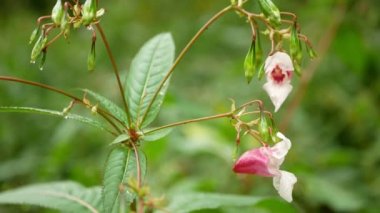 Himalayan balsam Impatiens glandulifera bloom close-up flower pink blossom detail, Ornamental touching jewelweed western honey insects collect saw achenes, invasive and expansive species of dangerous