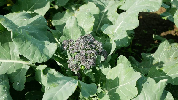 Broccoli Leaf Bio Farmer Farming Greenhouse Flowering Head Stalk Folio — Stock Fotó