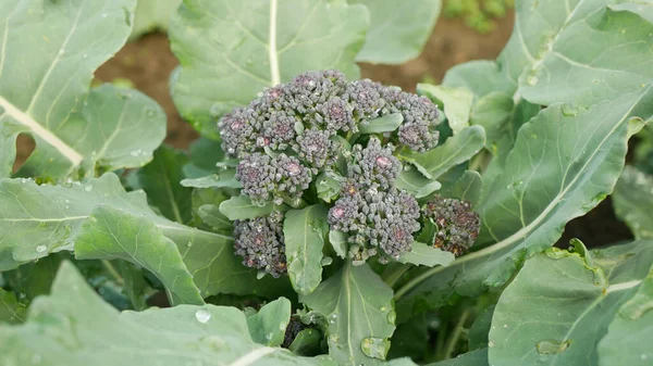 Broccoli Leaf Bio Farmer Farming Greenhouse Flowering Head Stalk Folio — Stock Fotó