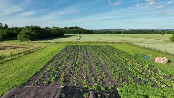 Καρπούζι Citrullus Lanatus Φύτευση Βιολογικό Αγρόκτημα Φυτικό Πεδίο Ανάπτυξης Καλλιέργεια — Αρχείο Βίντεο