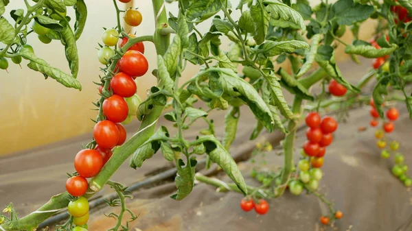 Tomato Ripe Branch Berry Harvest Greenhouse Folio Tomatoes Cherry Vine — Photo