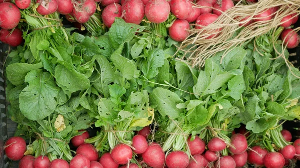 Fresh Radish Harvest Vegetables Market Shop Raphanus Raphanistrum Sprout Grows — Foto Stock