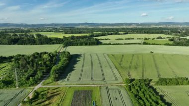Watermelon citrullus lanatus planting bio farm plant field growth farming drone aerial, farmer citron melon fodder red-seeded preserving agricultural jam farm garden farmer fruit tree dron video shot