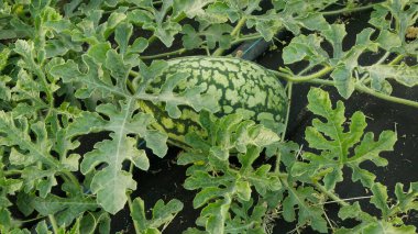 Watermelon citrullus lanatus planting bio farm plant field foil growth farming, farmer citron melon fodder red-seeded water irrigation pipe preserving agricultural jam farm garden farmer fruit tree
