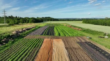 Bio tomato pepper planting farmer farming and agricultural farm garden foil fruit tree dron aerial video shot plant leaves Capsicum Solanum lycopersicum bio greenhouse organic plantation harvest