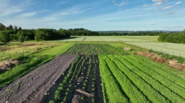 Bio tomato pepper planting farmer farming and agricultural farm garden foil fruit tree dron aerial video shot plant leaves Capsicum Solanum lycopersicum bio greenhouse organic plantation harvest