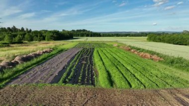 Bio tomato pepper planting farmer farming and agricultural farm garden foil fruit tree dron aerial video shot plant leaves Capsicum Solanum lycopersicum bio greenhouse organic plantation harvest