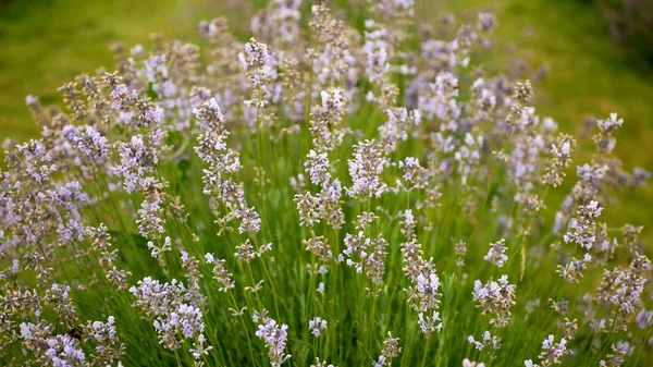 Lavender True Lavandula Angustifolia Growing Purple English Flower Flowering Plants — Stock Photo, Image
