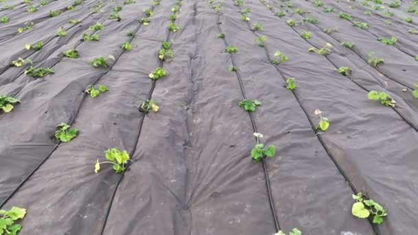 Watermelon Citrullus Lanatus Planting Bio Farm Plant Field Foil Growth — Wideo stockowe