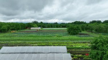 Bio farm farming agricultural farm garden farmer cloudy clouds after rain fruit tree drone aerial video shot leaf lettuce green Lactuca sativa bio farmer farming greenhouse foil and agricultural farm