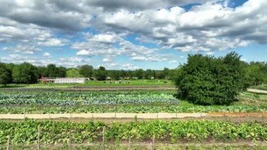 Picking peas ripe bio farm farming Pisum sativum snap drone aerial, farmer pepper kohlrabi spinach agricultural farm garden farmer fruit tree dron video shot leaf lettuce green Lactuca sativa bio