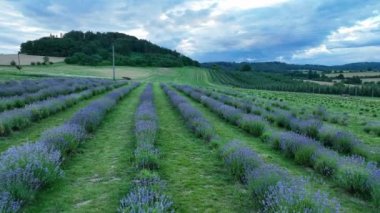 Lavender farm field drone aerial farming magic scenic sunset true Lavandula angustifolia growing purple English flower flowering plants herbal narrow-leaved lavender common garden field growth