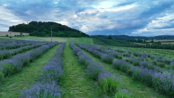 Lavender Farm Field Drone Aerial Farming Magic Scenic Sunset True — Vídeo de Stock