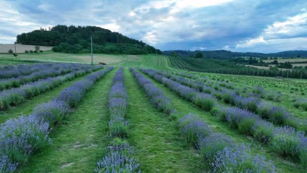Lavender Farm Field Drone Aerial Farming Magic Scenic Sunset True — Stock Video