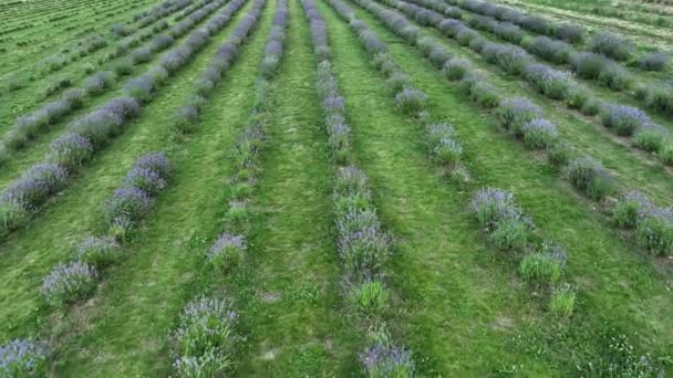 Lavender Farm Field Drone Aerial Farming Magic Scenic Sunset True — Stock Video