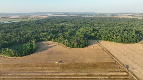Harvester Combine Drone Aerial View Harvesting Harvest Tractor Cereals Wheat — Stockvideo