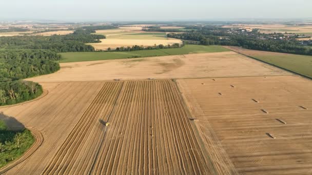 Harvester Combine Drone Aerial View Harvesting Harvest Tractor Cereals Wheat — Wideo stockowe