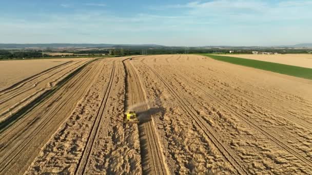 Harvester Combine Drone Aerial View Harvesting Harvest Tractor Cereals Wheat — Stockvideo