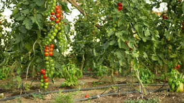 Tomato ripe branch berry harvest greenhouse folio tomatoes cherry vine crop harvesting red vegetable field Solanum lycopersicum berry farm farming harvest brushwood land garden bio organic gourd fresh
