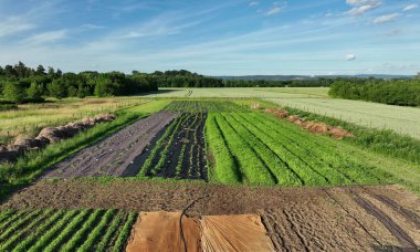 Bio tomato pepper planting farmer farming and agricultural farm garden foil fruit tree dron aerial video shot plant leaves Capsicum Solanum lycopersicum bio greenhouse organic plantation harvest