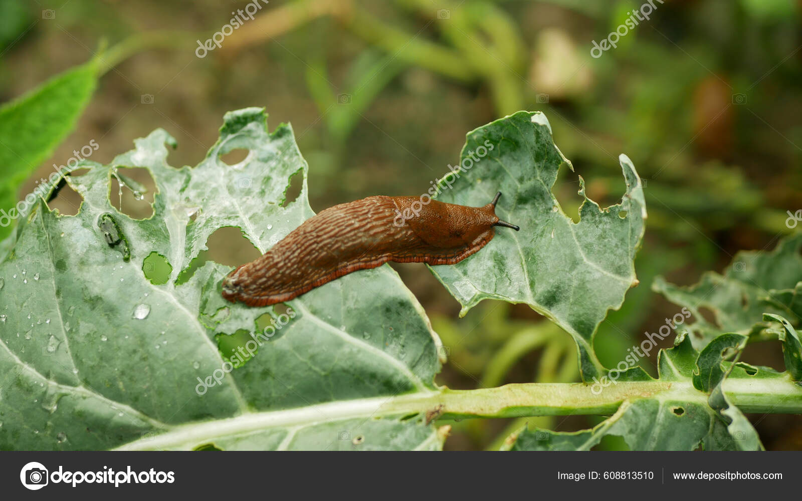 Spanish Slug Pest Arion Vulgaris Snail Parasitizes Cauliflower Leaves