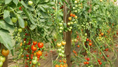Tomato ripe branch berry harvest greenhouse folio tomatoes cherry vine crop harvesting red vegetable field Solanum lycopersicum berry farm farming harvest brushwood land garden bio organic gourd fresh