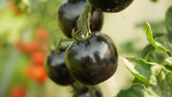 Tomate Bleu Mûr Pourpre Branche Baies Récolte Serre Folio Tomates — Photo