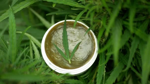 Cream Medicinal Cannabis Hemp Leaf Leaves Seeds Spreadable Lubrication Smooth — Stock Video