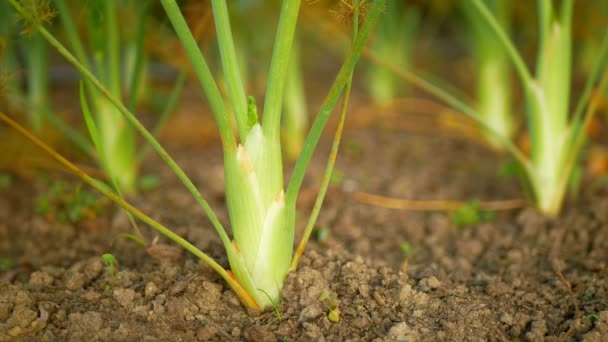 Funcho Foeniculum Vulgare Bulbo Colheita Talos Verde Bio Folhas Campo — Vídeo de Stock