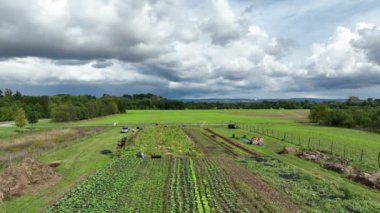 Balkabağı hasadı hokkaido drone hava yığınları Cucurbita maxima pepo kırmızı kuri kabak tatlı et işçileri biyo tarla yetiştiriciliği, portakal, kış kabağı çiftliği su çiftliği