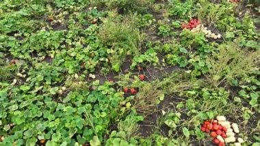 Kabak hasadı hokkaido kazık hasadı Cucurbita maxima pepo moschata drone hava aracı kırmızı kuri ezmesi tatlı et ekimi biyolojik tarım tarlası tarım, portakal, kış kabağı çiftliği suyu