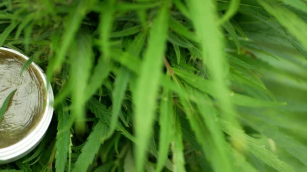 クリーム薬用大麻の麻の葉の種を残し 潤滑をスムーズに広げ 手を柔らかくし 毎日保湿白い容器とカンナビジオールCbd収穫軟膏の品質生産 — ストック動画