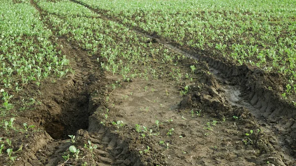 Die Erosion Der Felder Schädigt Die Bodenlochgrube Die Unsachgemäß Bewirtschaftet — Stockfoto
