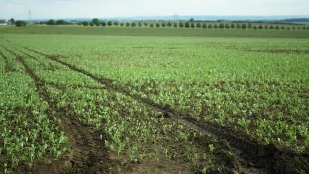 Erosione Dei Campi Danneggia Fossa Del Terreno Terreno Terriccio Gestito — Video Stock