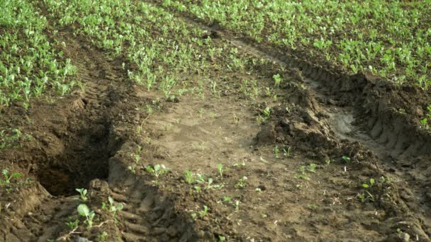 フィールドの浸食損傷土壌穴ピット不適切に管理土壌土や耕地の劣化地面と土地 舗装されたゾーンは 硬い土壌の下に圧縮土壌 養蚕が悪い — ストック動画