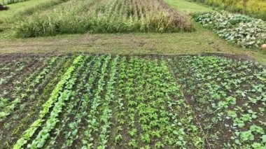 Bio kohlrabi çiftçilik ve tarım çiftliği folyosu yetiştirme brassica oleracea gongylodes lahana marulu drone video çekimi biyolojik sera organik tarlaları bıraktı