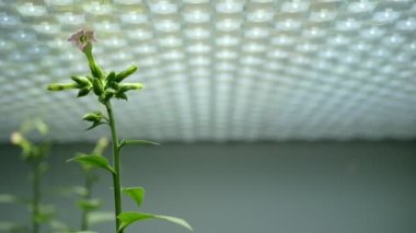 Bilim tütünü Nicotiana tabacum biyoteknoloji filototron çiçek yaprakları yaprak gmo yaprakları tıbbi amaçlar için deneysel tıbbi bitkiler genetik olarak değiştirilmiş organizma