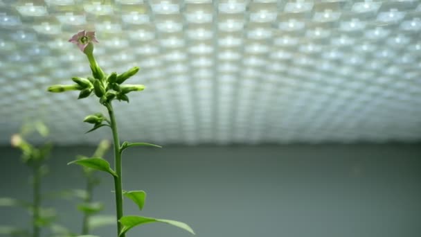 Vetenskap Tobak Nicotiana Tabacum Bioteknik Fytotron Laboratorium Blomma Blomma Blad — Stockvideo