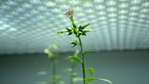 Wissenschaft Tabak Nicotiana Tabacum Biotechnologie Phytotron Labor Blumenblüte Blätter Blatt — Stockvideo