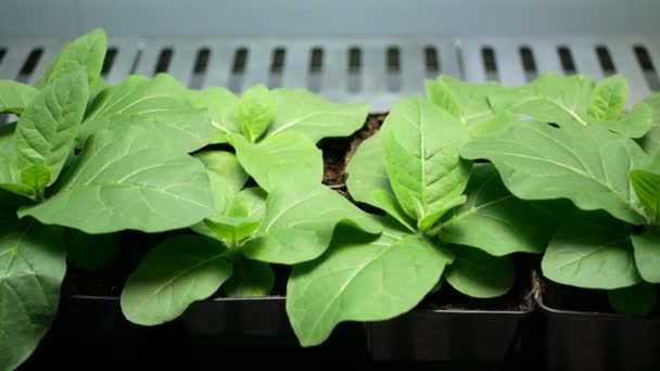 Ciência Tabaco Nicotiana Tabacum Biotecnologia Fitotrão Laboratório Flor Flor Folhas — Vídeo de Stock