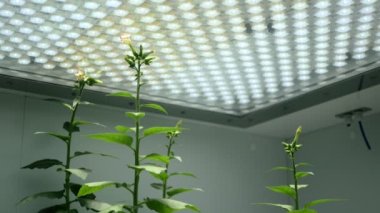 Bilim tütünü Nicotiana tabacum biyoteknoloji filototron çiçek yaprakları yaprak gmo yaprakları tıbbi amaçlar için deneysel tıbbi bitkiler genetik olarak değiştirilmiş organizma