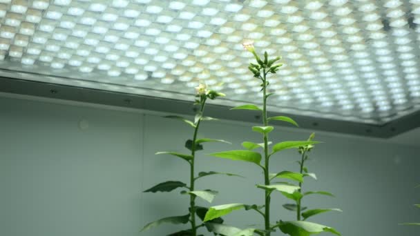 Wissenschaft Tabak Nicotiana Tabacum Biotechnologie Phytotron Labor Blumenblüte Blätter Blatt — Stockvideo