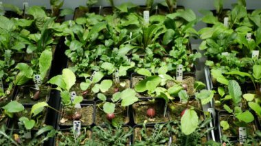 Bilim turpları biyoteknoloji Raphanus raphanistrum sativus phytotron çiçek yaprakları yaprakları gmo, tıbbi amaçlar için deneysel araştırma bitkileri, genetik olarak değiştirilmiş