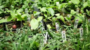Bilim turpları biyoteknoloji Raphanus raphanistrum sativus phytotron çiçek yaprakları yaprakları gmo, tıbbi amaçlar için deneysel araştırma bitkileri, genetik olarak değiştirilmiş