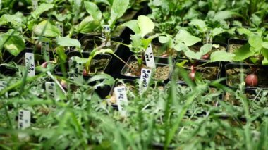 Bilim turpları biyoteknoloji Raphanus raphanistrum sativus phytotron çiçek yaprakları yaprakları gmo, tıbbi amaçlar için deneysel araştırma bitkileri, genetik olarak değiştirilmiş