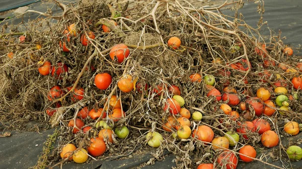 Rotten tomato pile mold fungi farm farming waste bio discarded organic rot rust vegetables plant mouldy cultivation musty rusty greenhouse moss detail closeup mildew gray mould, drought dry soil land earth, tomatoes harvest fruit growth red and green